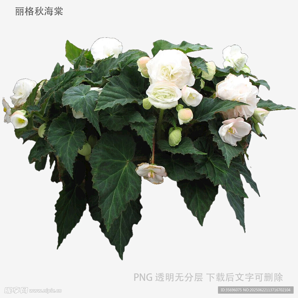白色茉莉花盆栽