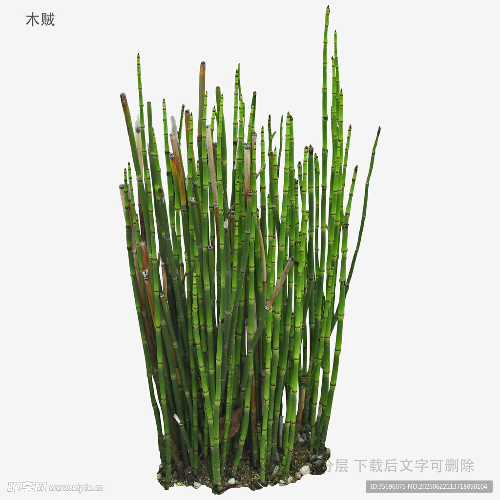 翠绿木贼盆栽植物展示