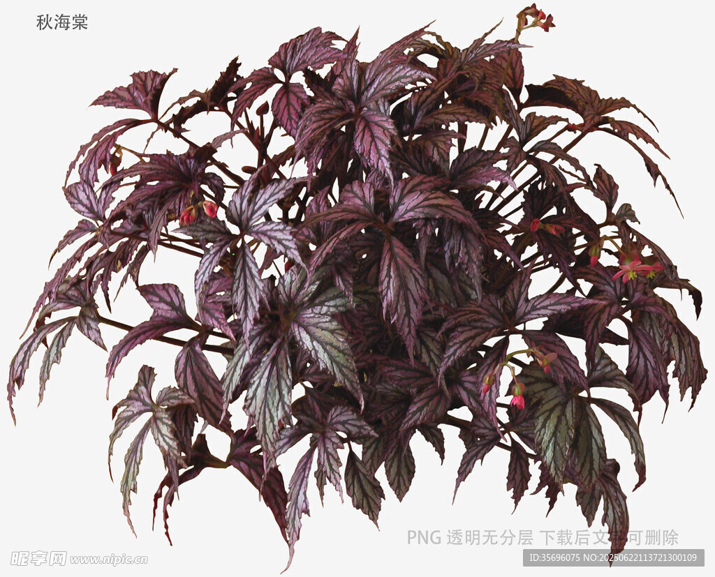 紫叶植物特写
