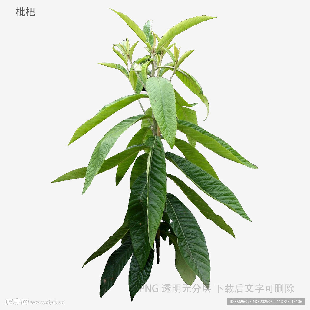 植物