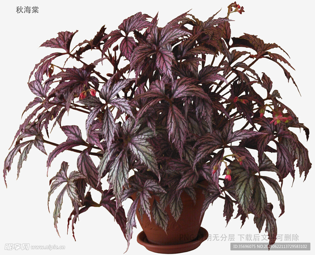 紫叶盆栽植物展示