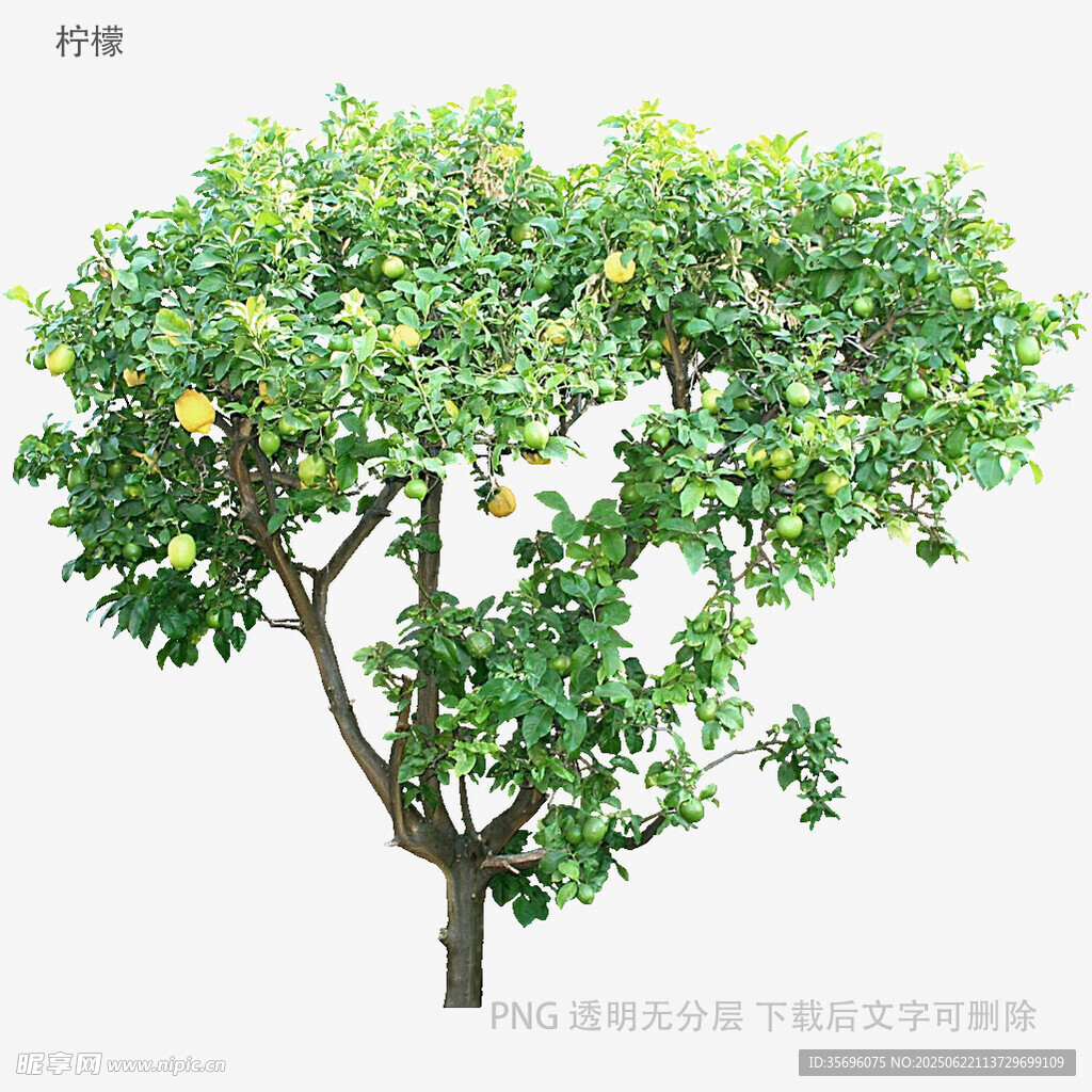 硕果累累的柠檬树