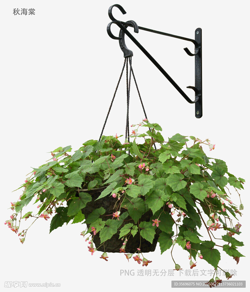 植物