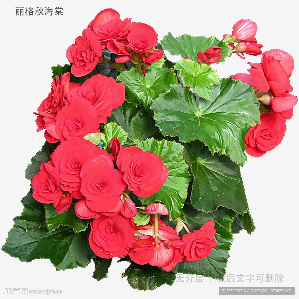 娇艳丽格海棠绽放