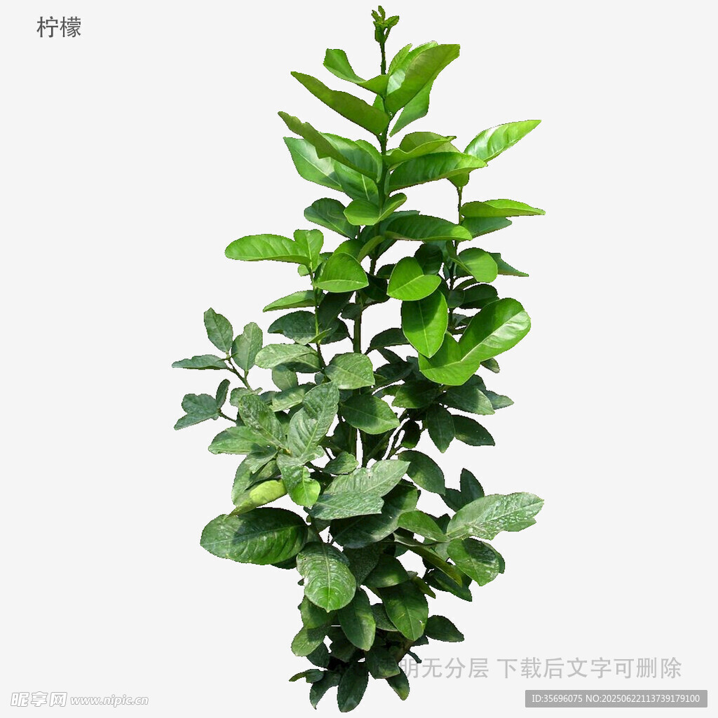 翠绿茂盛的绿植植株