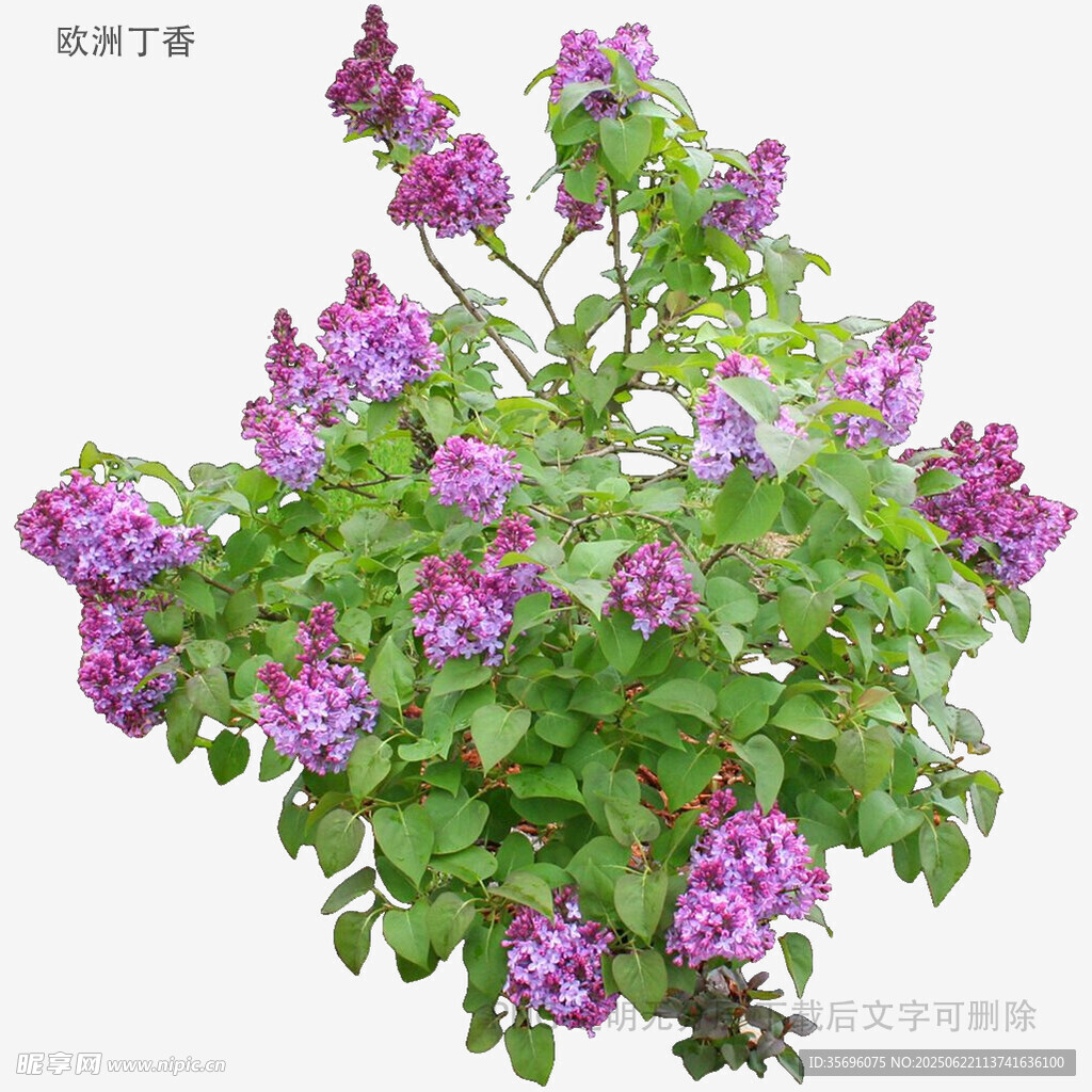 盛开的紫色丁香花