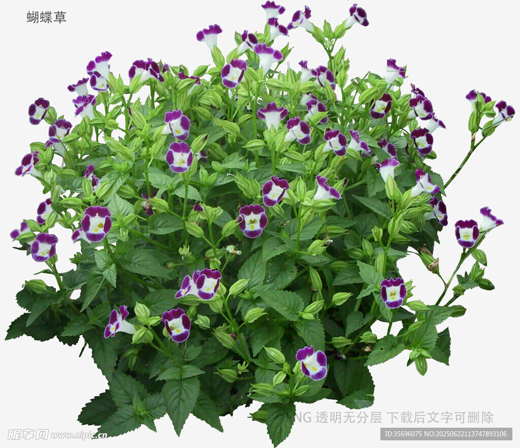 紫色小花绿植盆栽