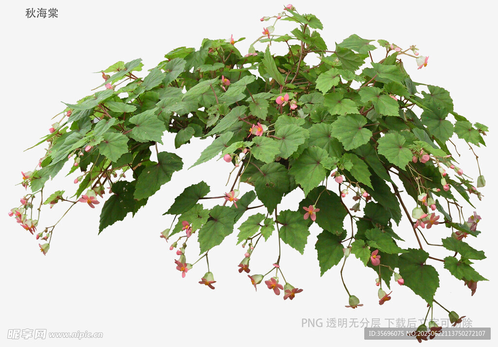植物