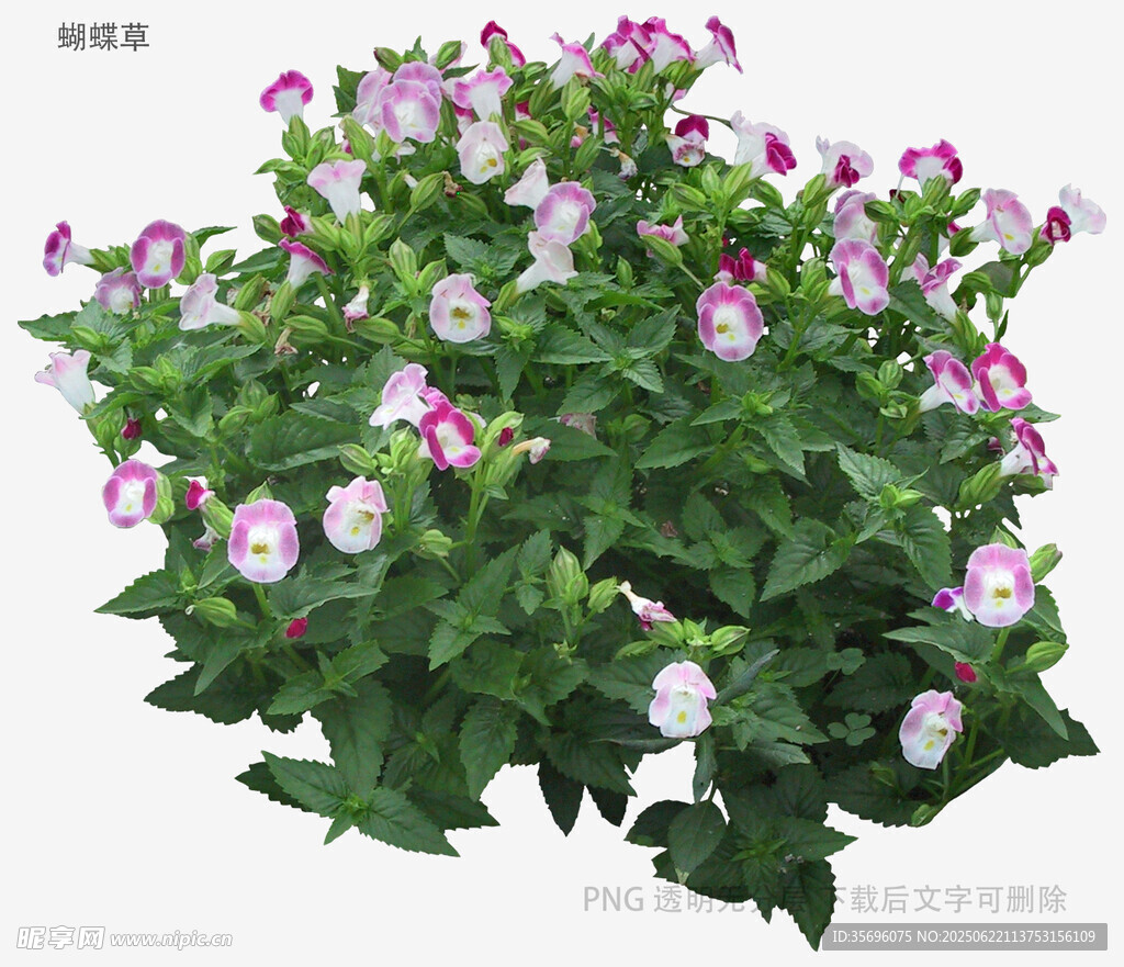 矮牵牛花卉植物特写
