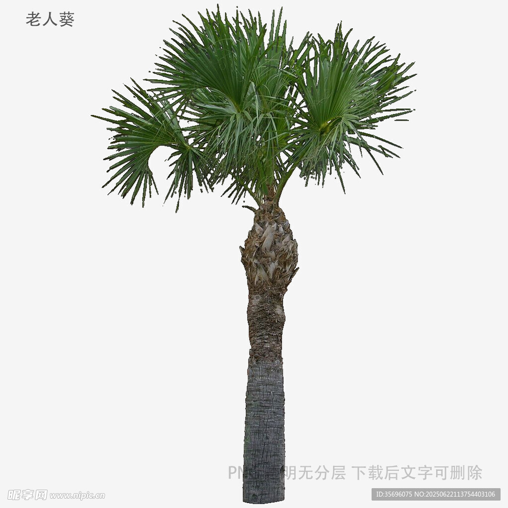 单株棕榈树3D模型展示