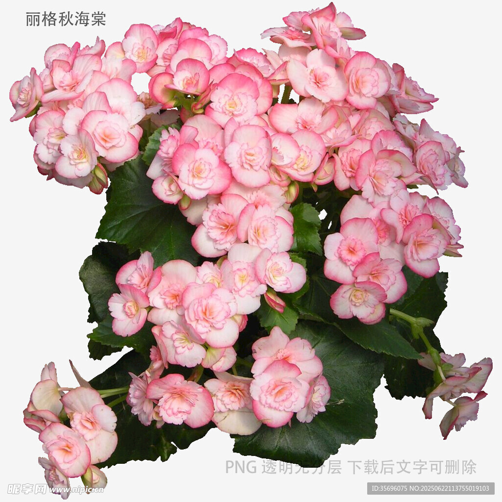 粉色丽格海棠绽放