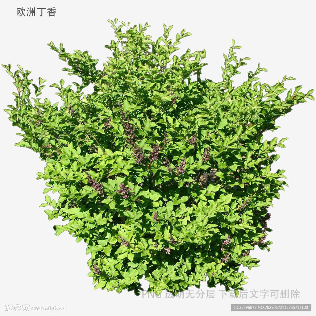 翠绿繁茂的灌木植物