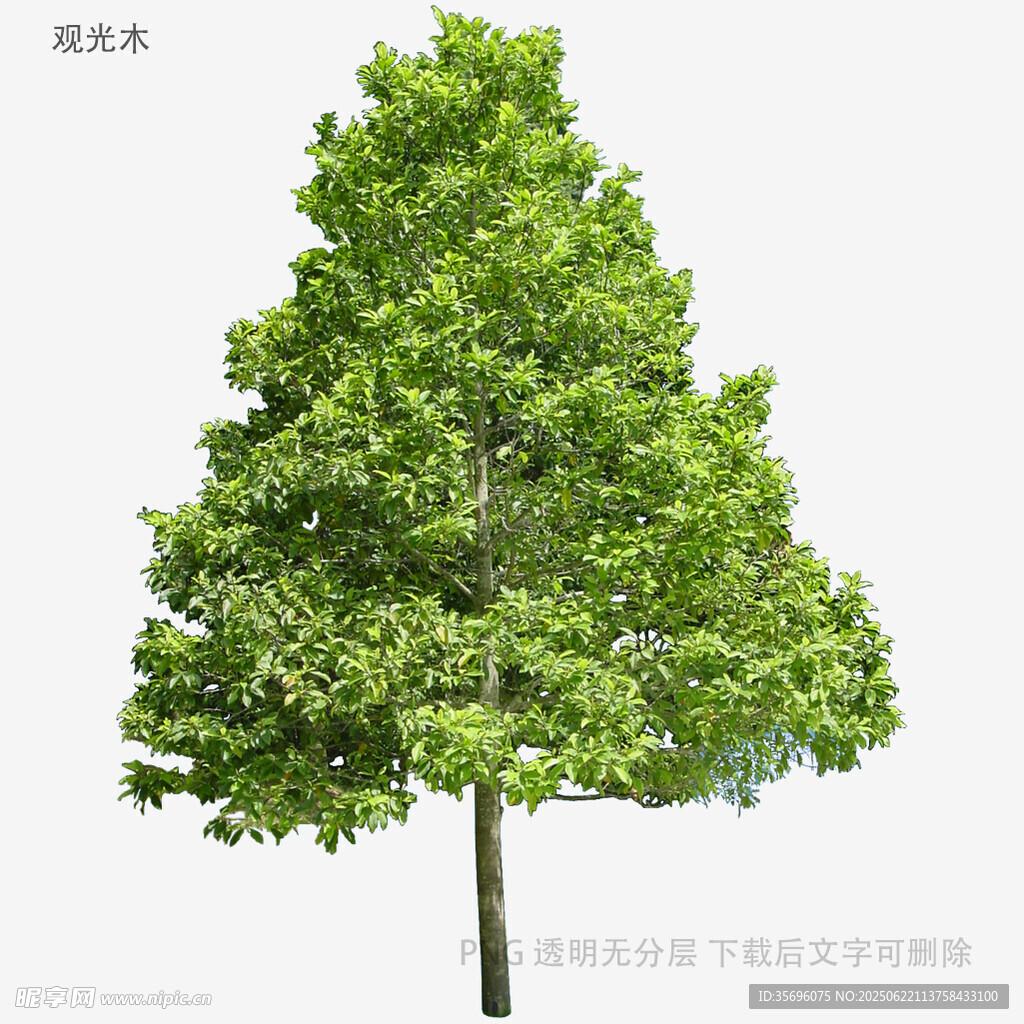 翠绿挺拔的单棵树木