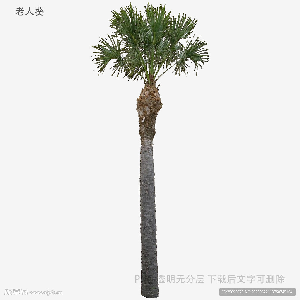 单棵棕榈树3D模型展示