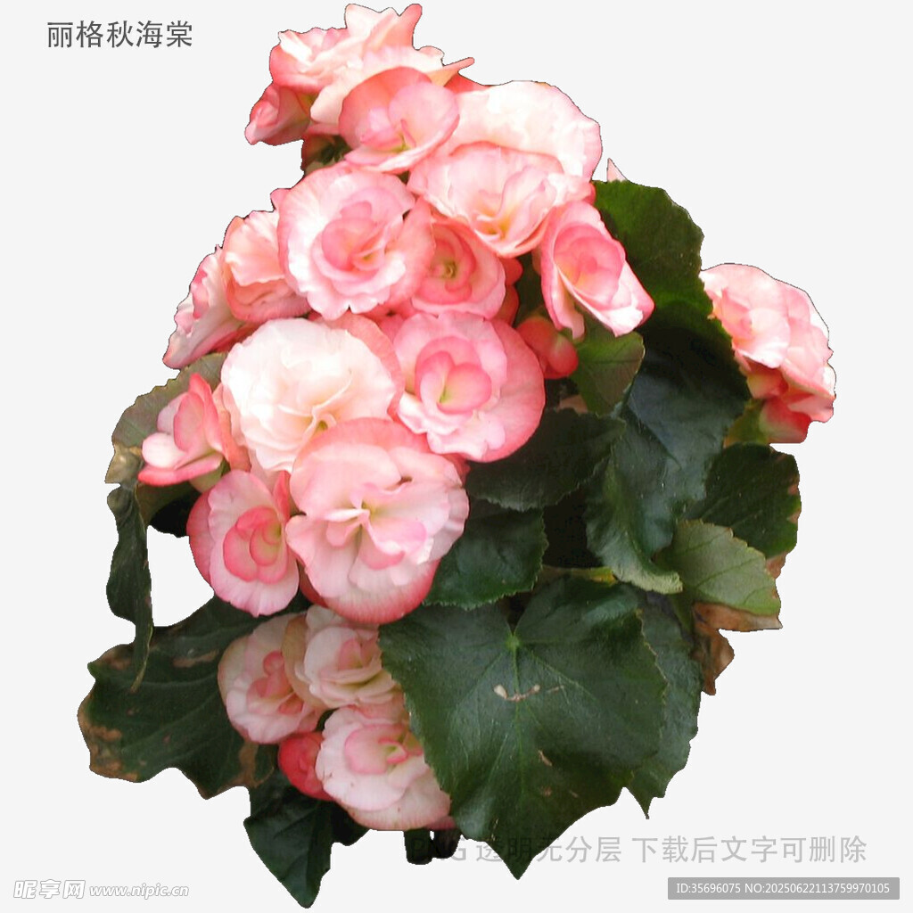 粉色丽格海棠绽放