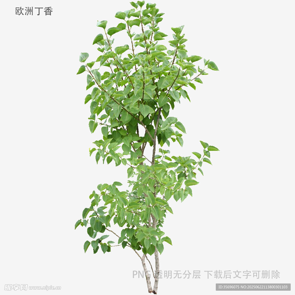 绿叶繁茂的单棵树木