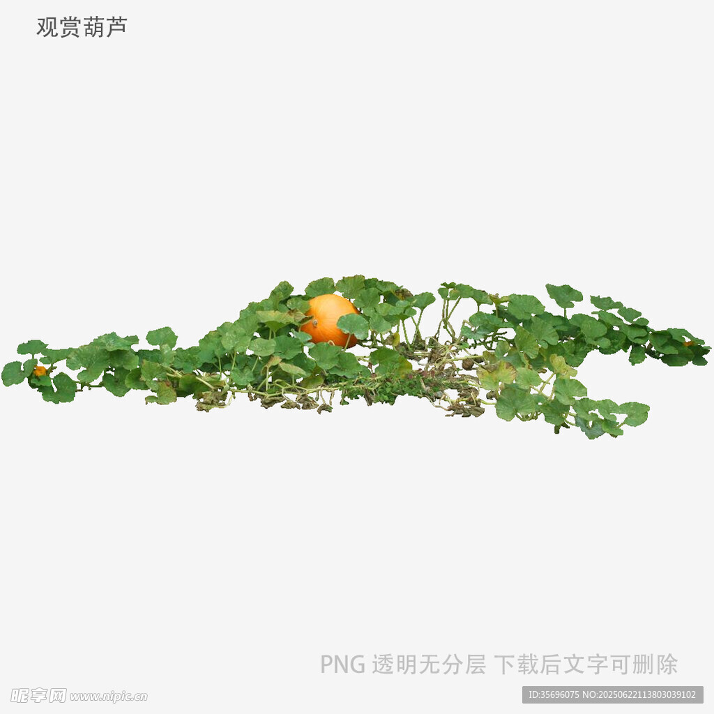 藤蔓上的橙色果实与绿叶