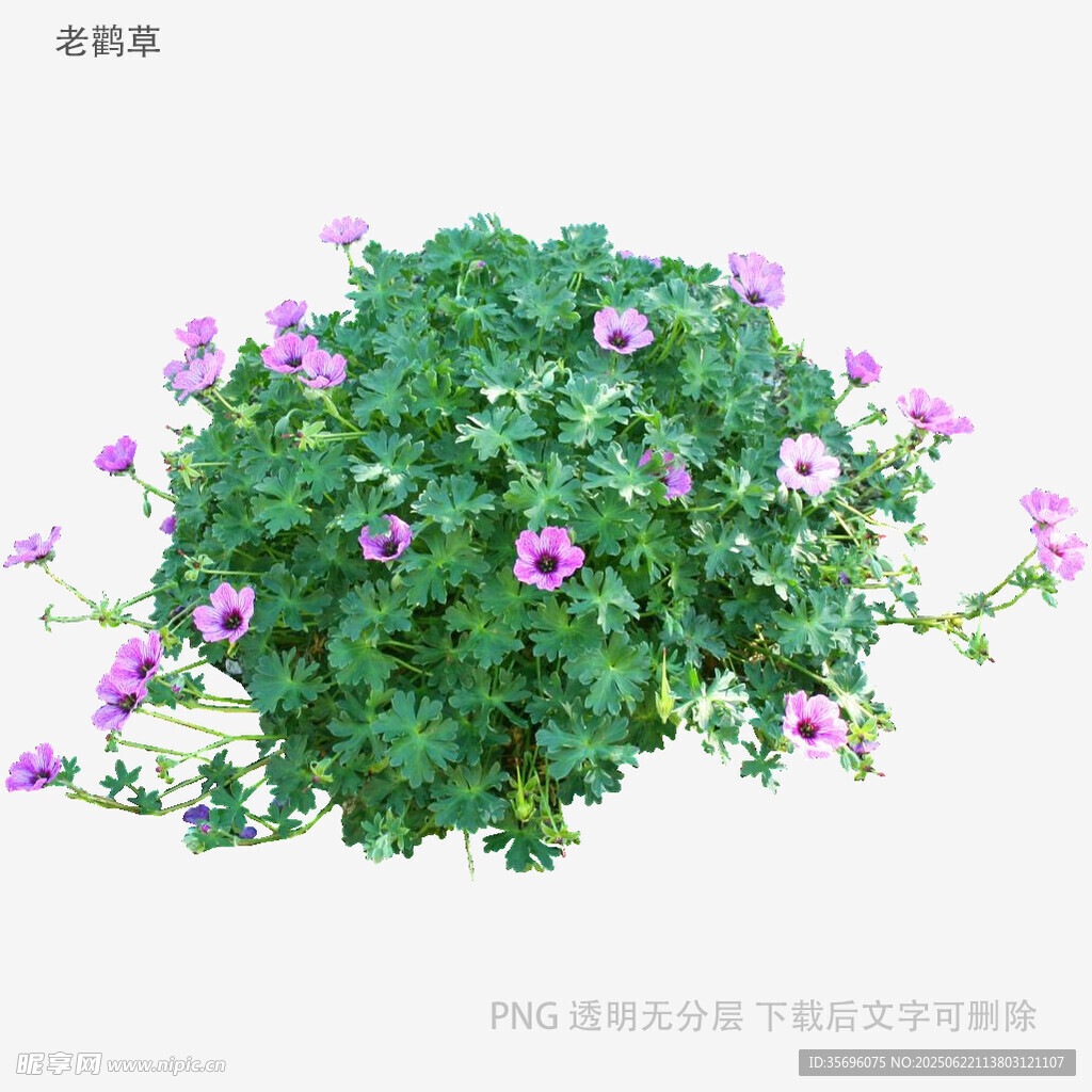 紫色牵牛花绿植盆栽