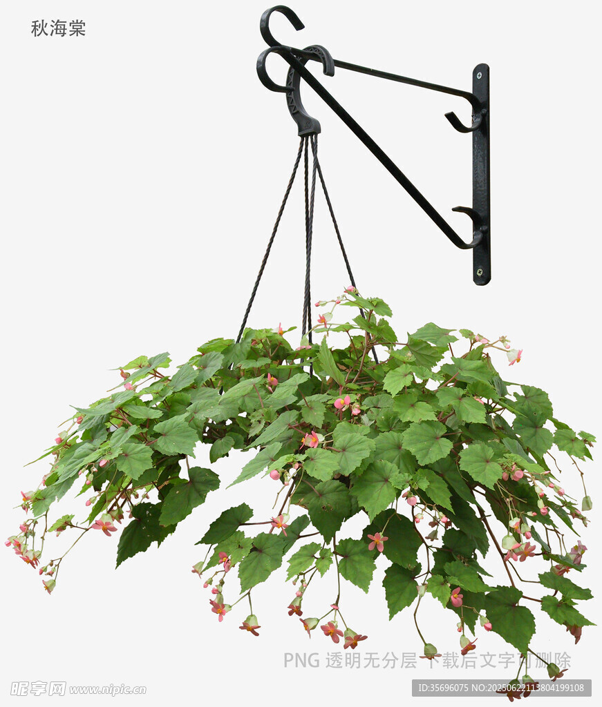 植物
