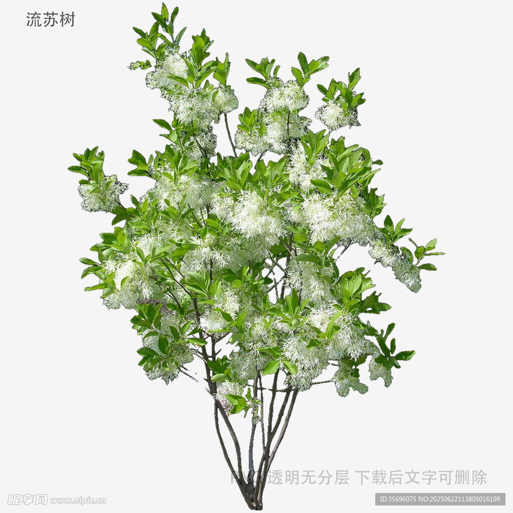 绿叶繁茂的清新植物模型