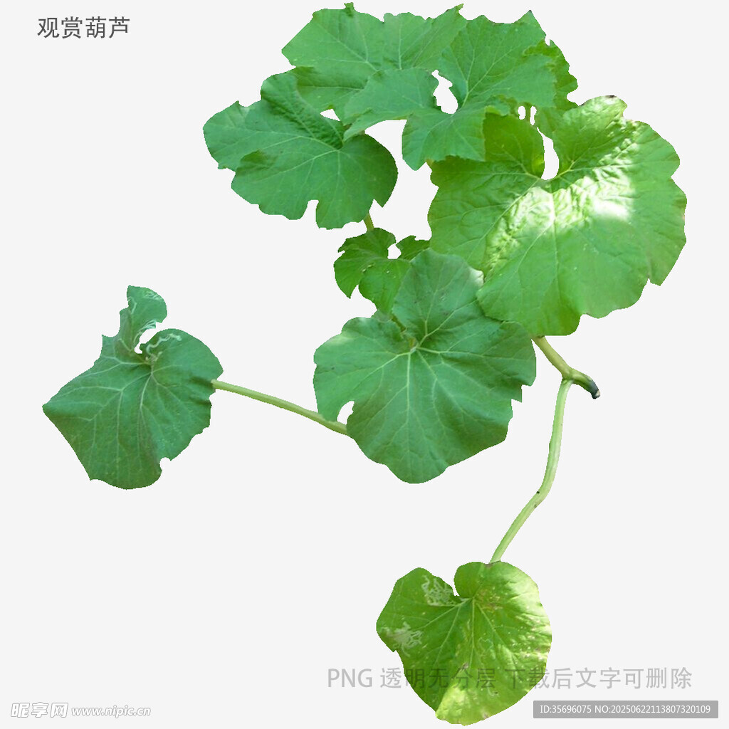翠绿旱金莲叶片特写