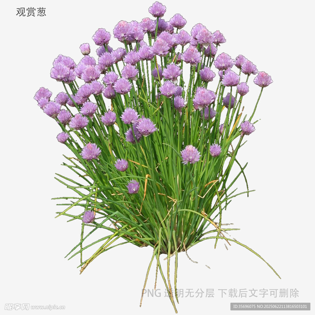 紫色葱兰花束