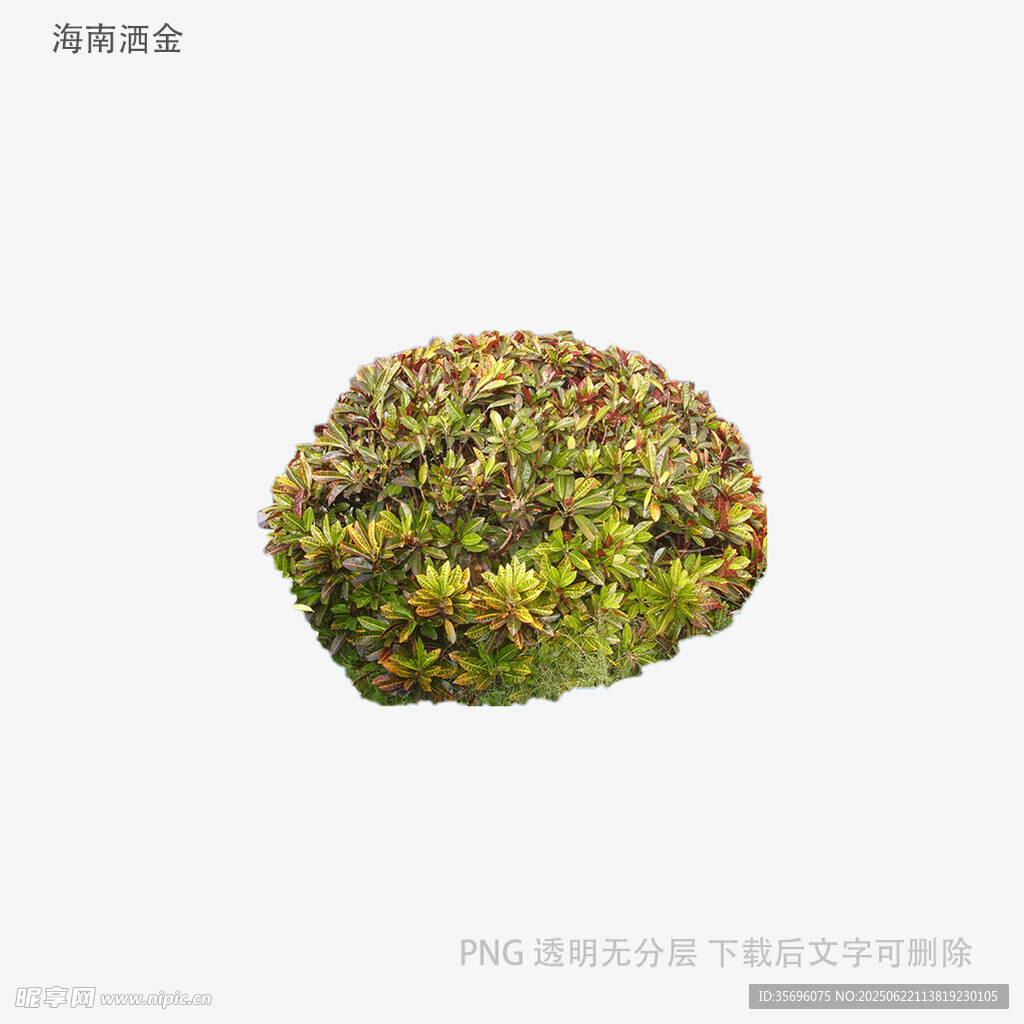 植物