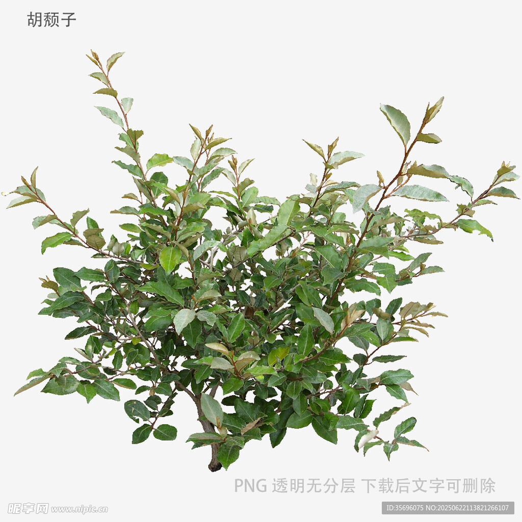 绿叶繁茂的植物
