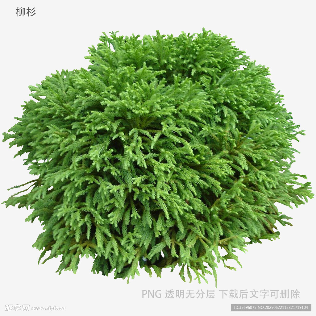 翠绿茂密的丛生植物