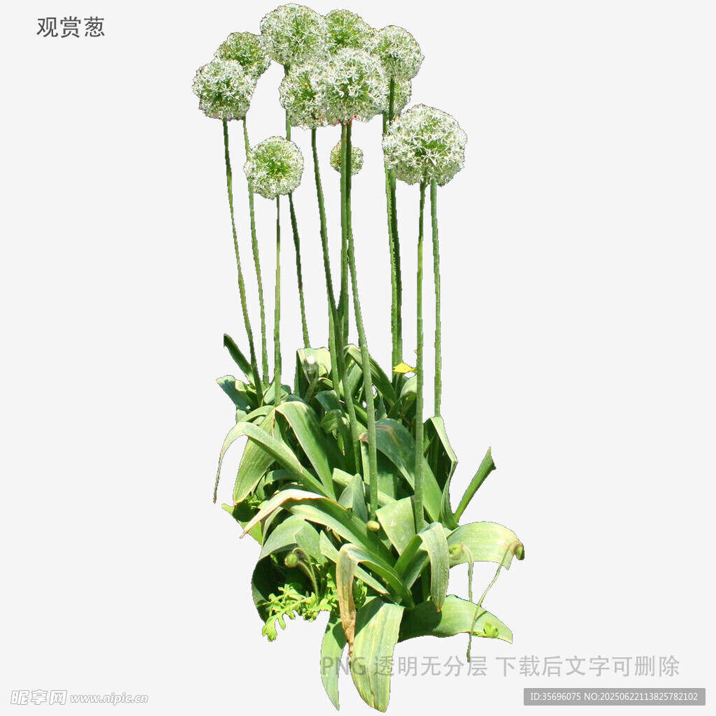 优雅葱兰花束