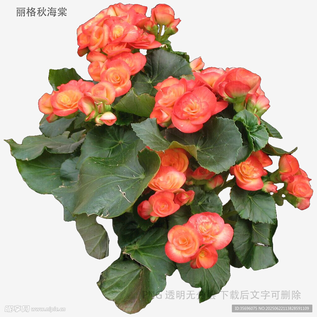 艳丽秋海棠盆栽花卉