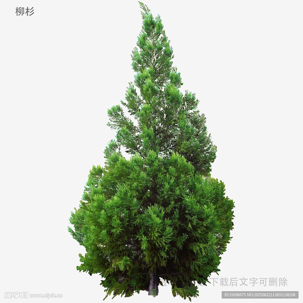 挺拔翠绿的锥形松柏树