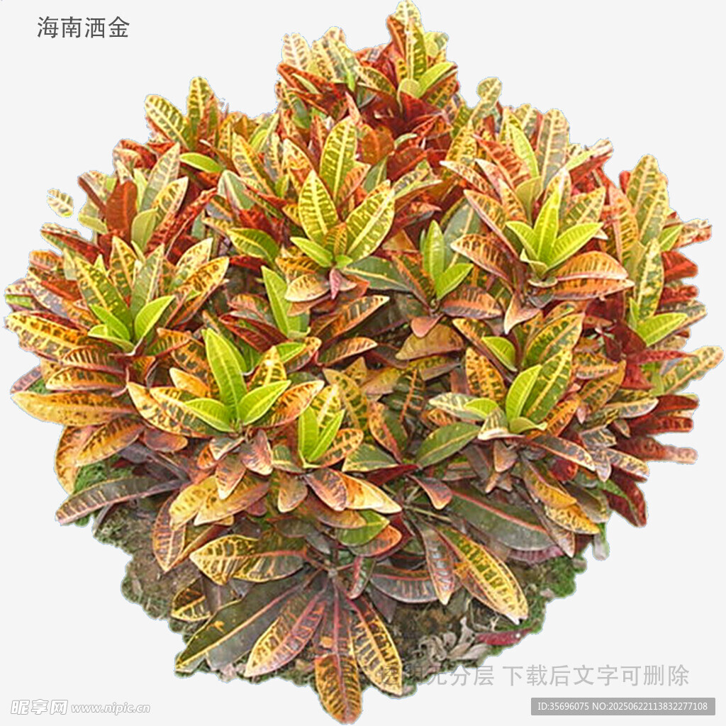 多彩斑斓的观赏植物