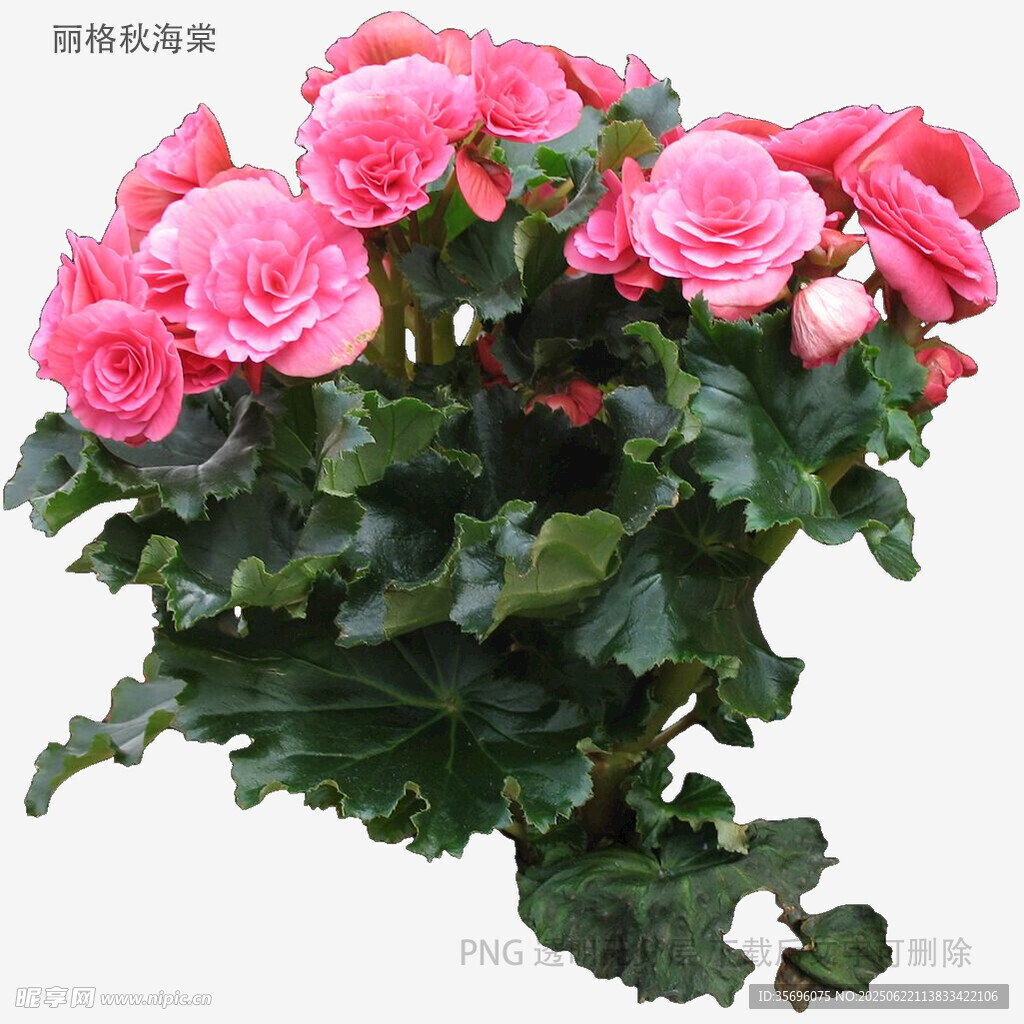 娇艳粉色海棠花绽放