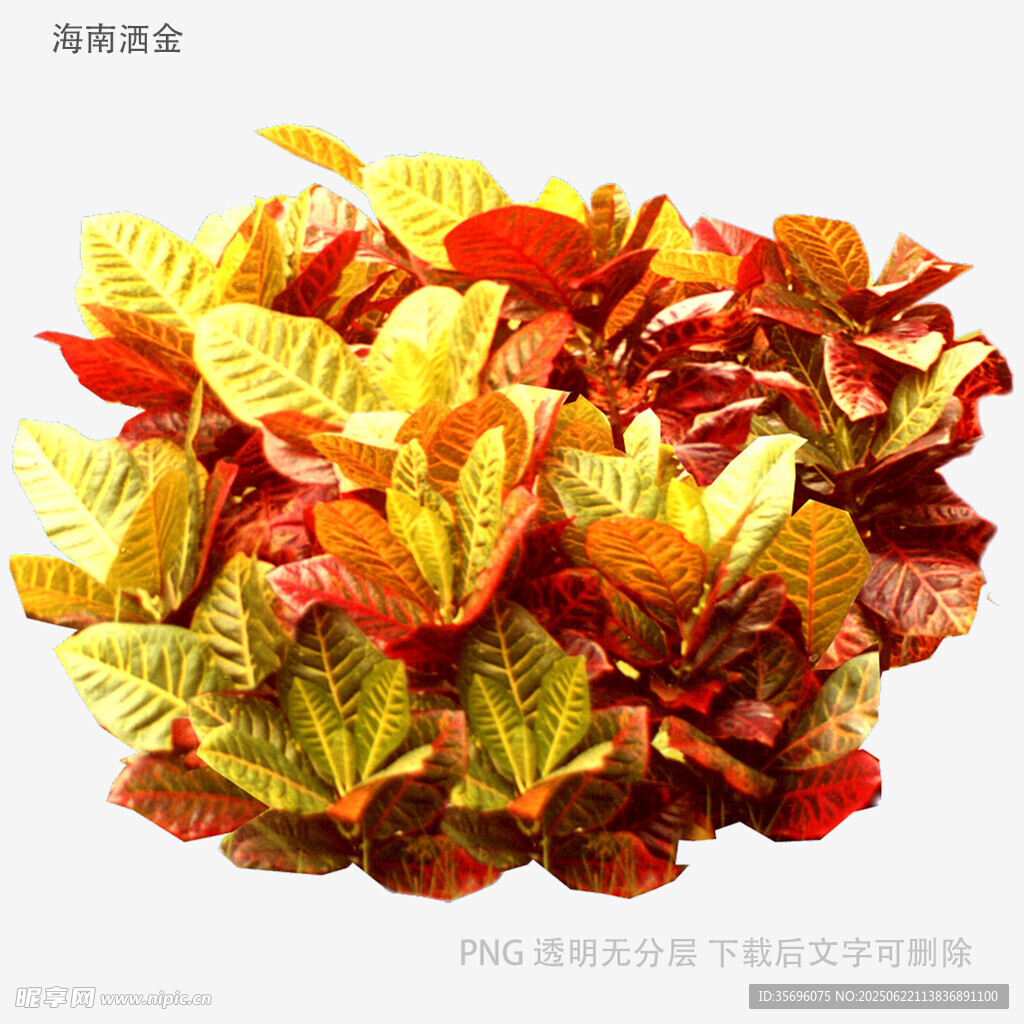多彩斑斓的观赏植物叶片