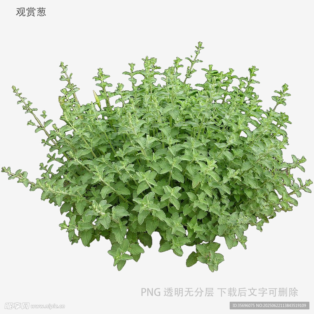 绿色茂盛植物盆栽