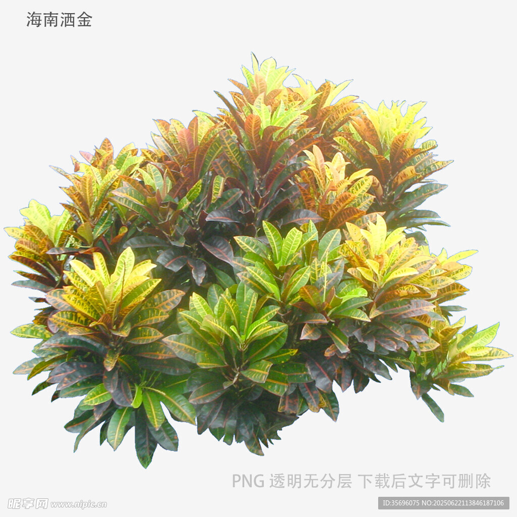 多彩多肉植物组合