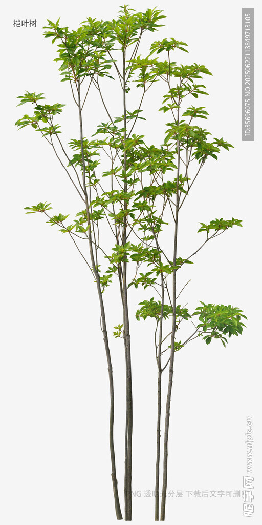 三株绿色树木植物展示