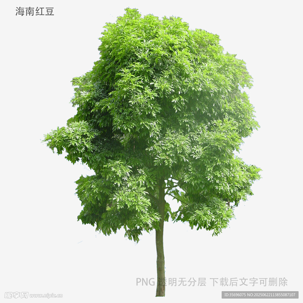 单棵葱郁绿树