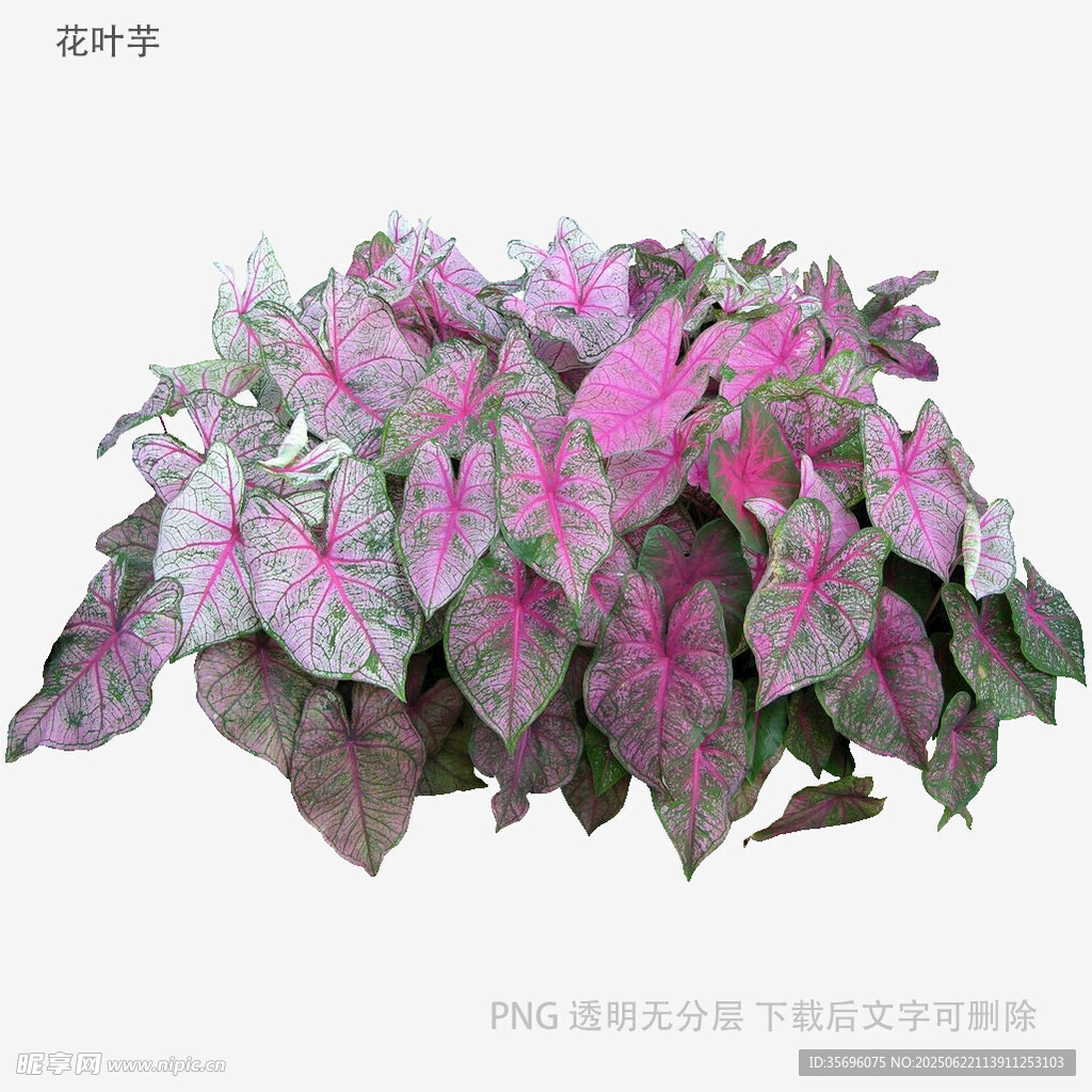 多彩斑斓彩叶草盆栽
