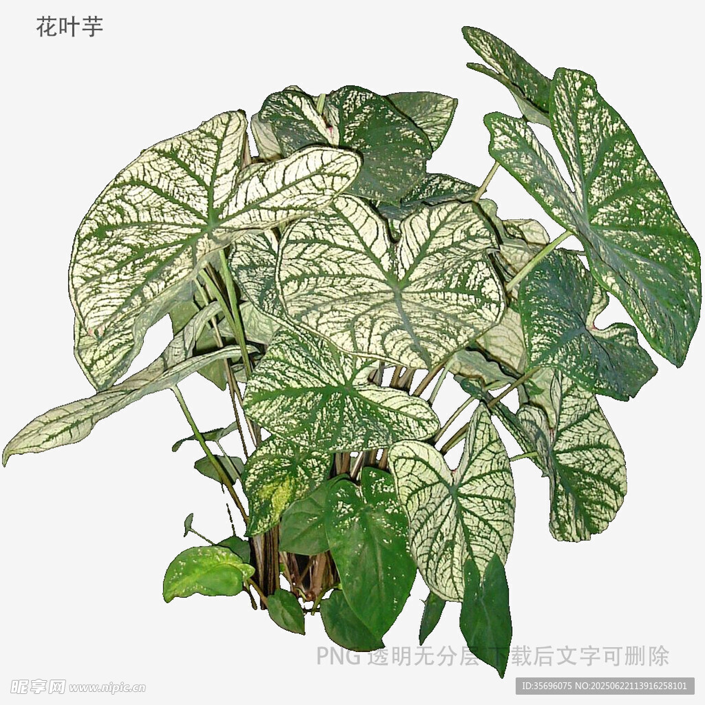 花叶芋植物插画