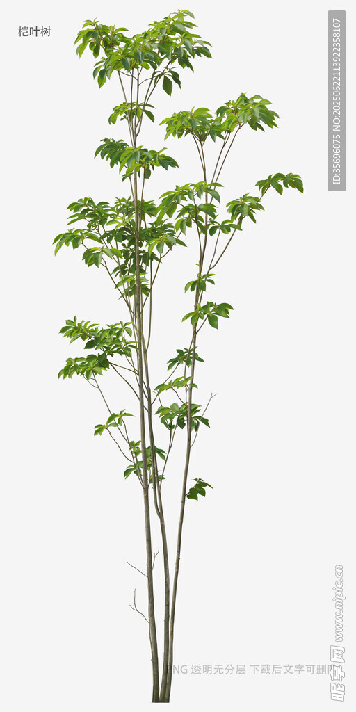 植物