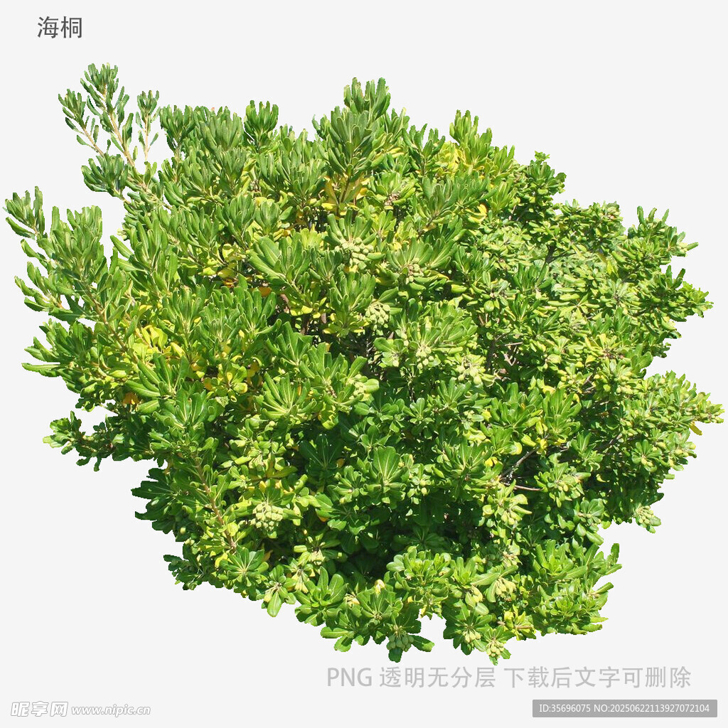 翠绿灌木植物特写