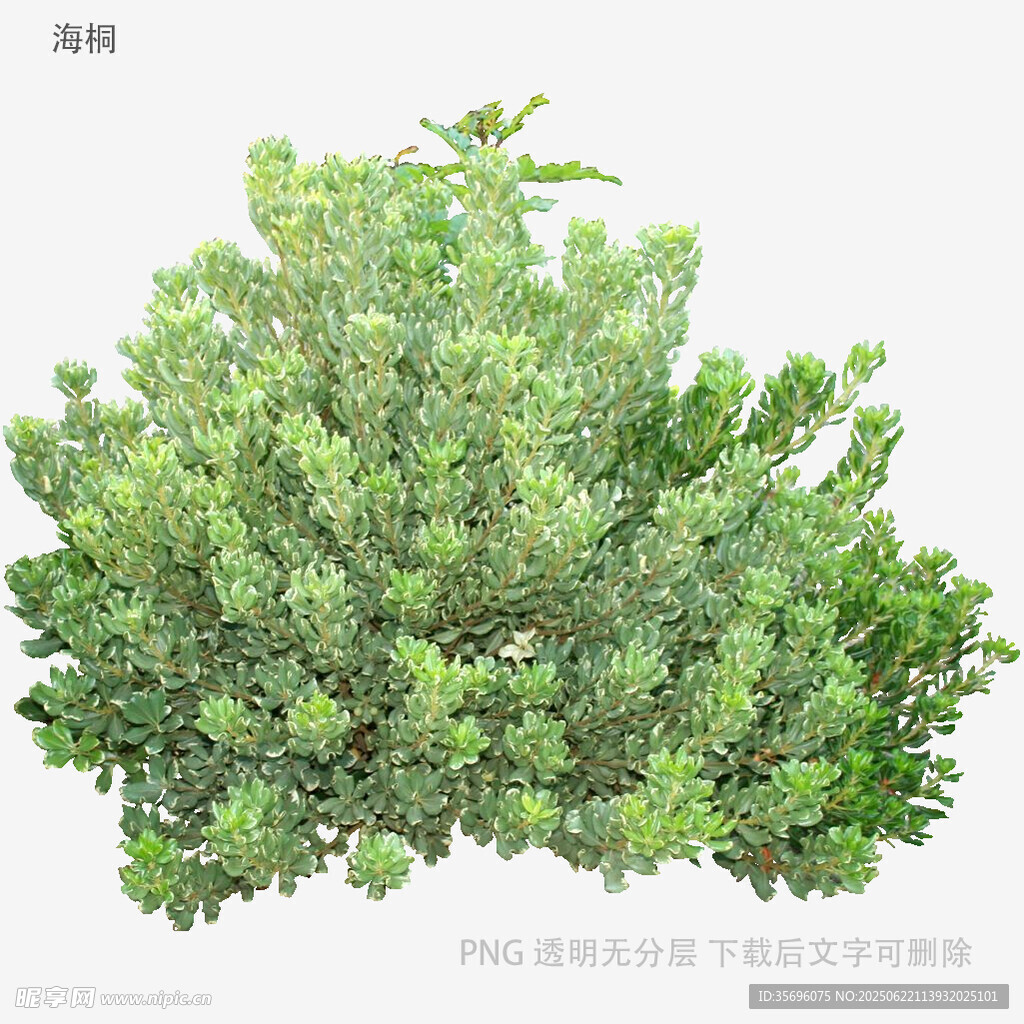 翠绿灌木植物特写