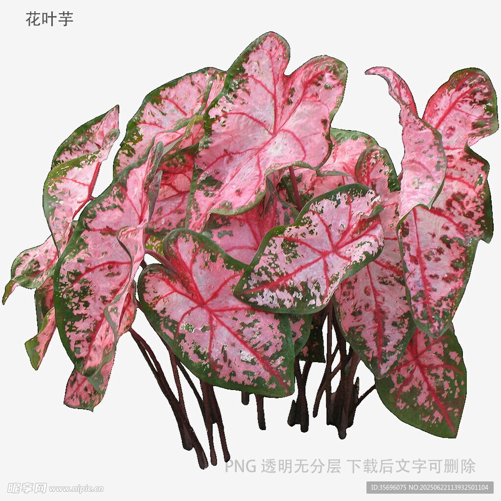 植物