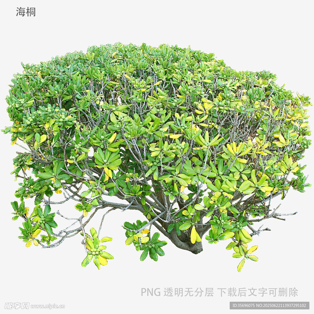 翠绿繁茂的灌木植物