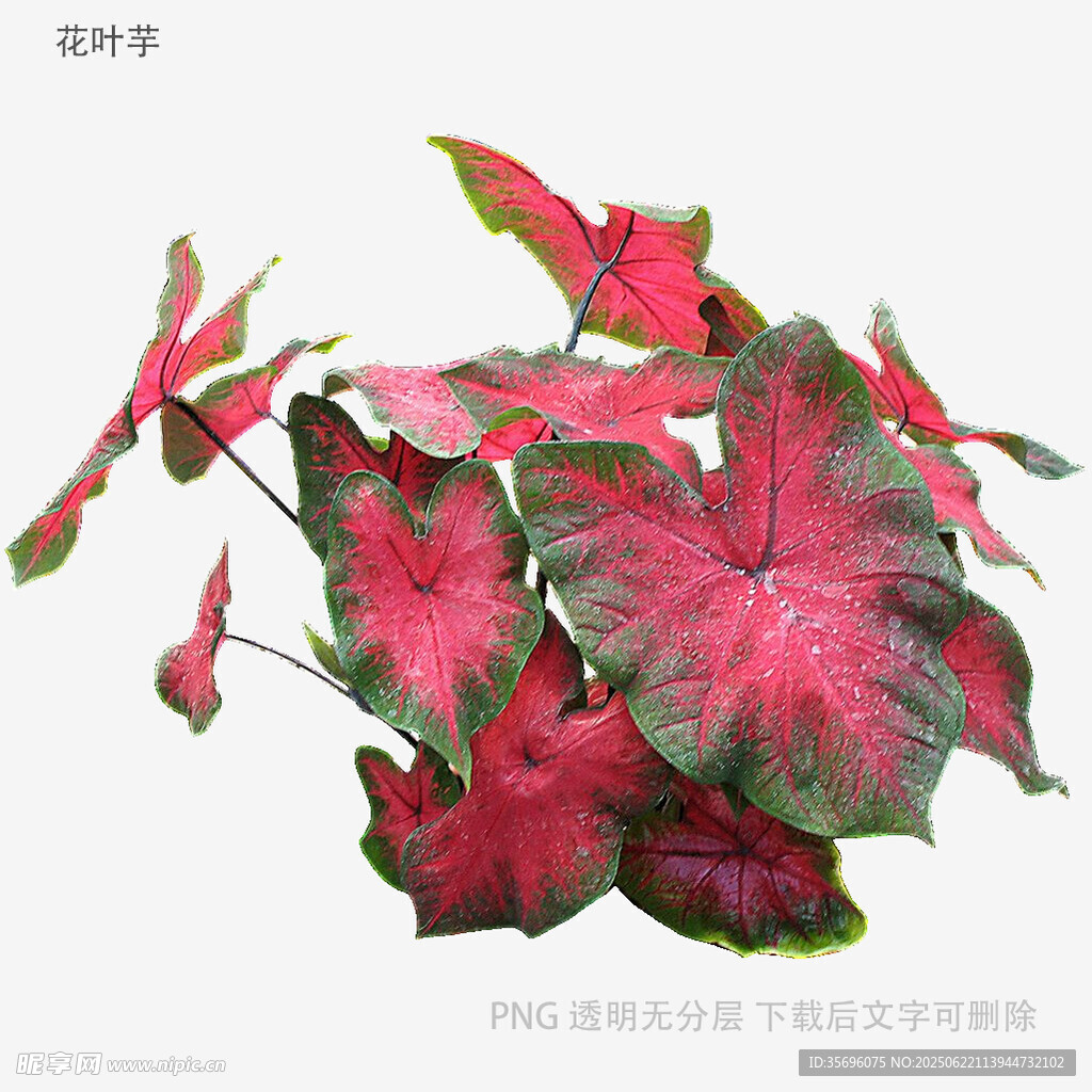 艳丽彩叶芋植物特写