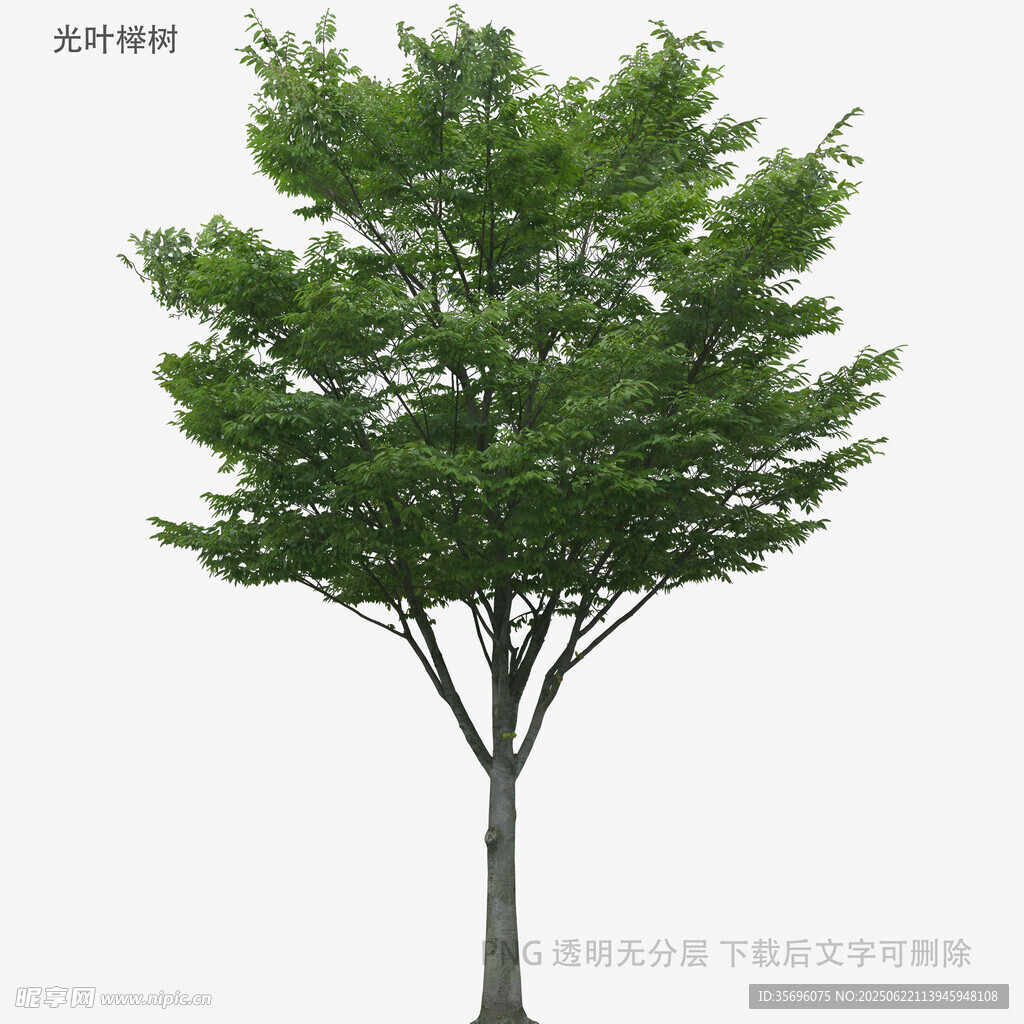 单棵绿树模型