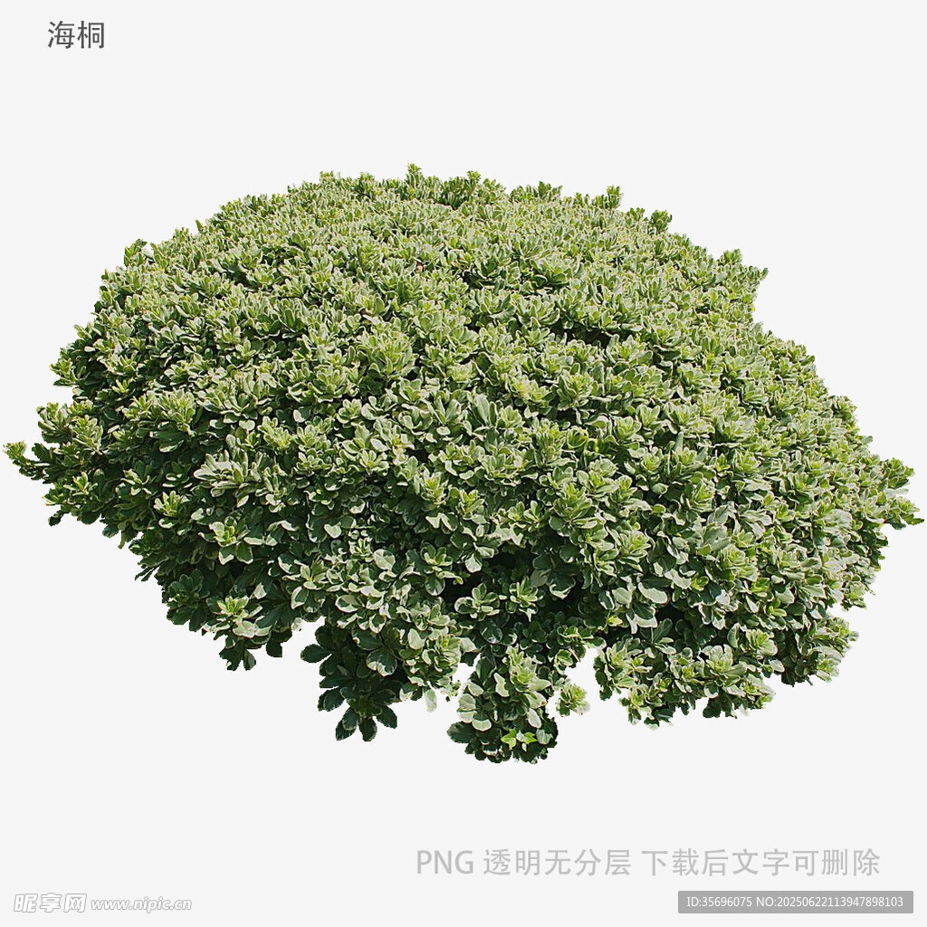 茂盛绿植灌木