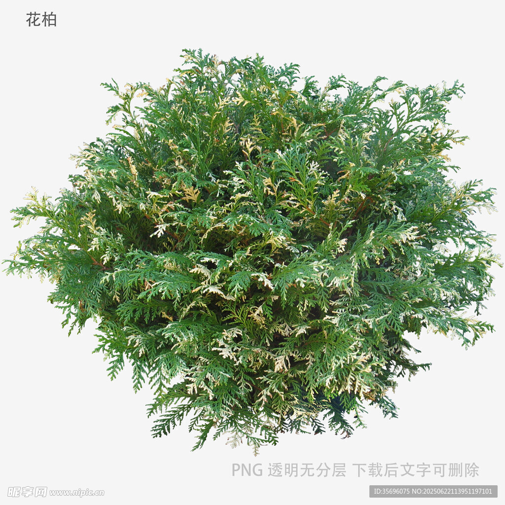 球形绿植灌木